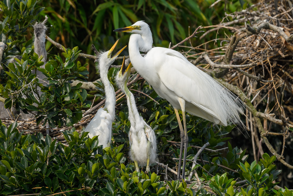 ダイサギの家族 / Great Egret family