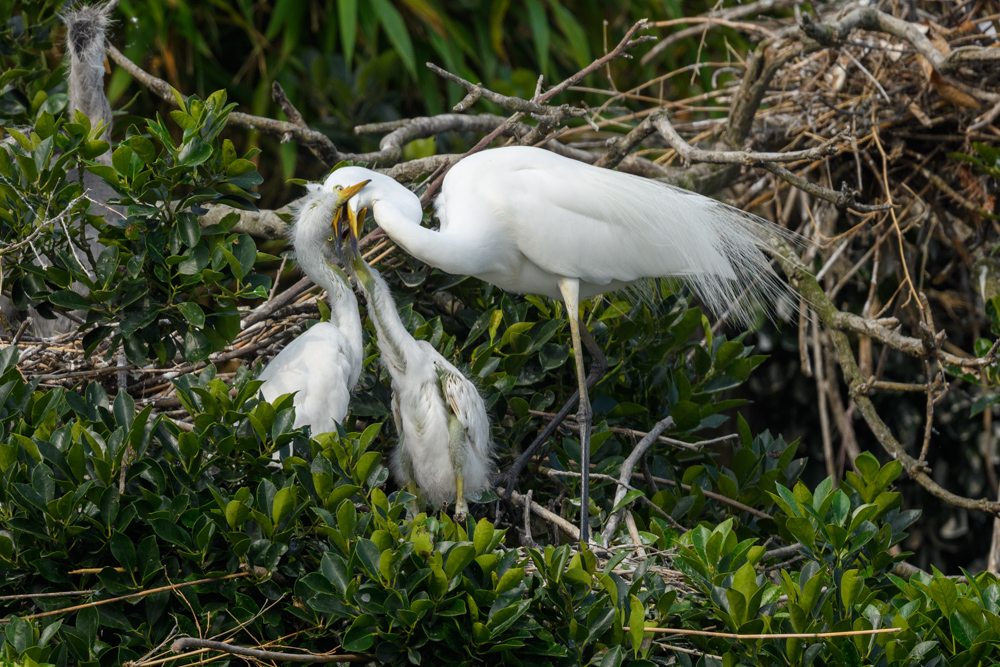 ダイサギの家族 / Great Egret family