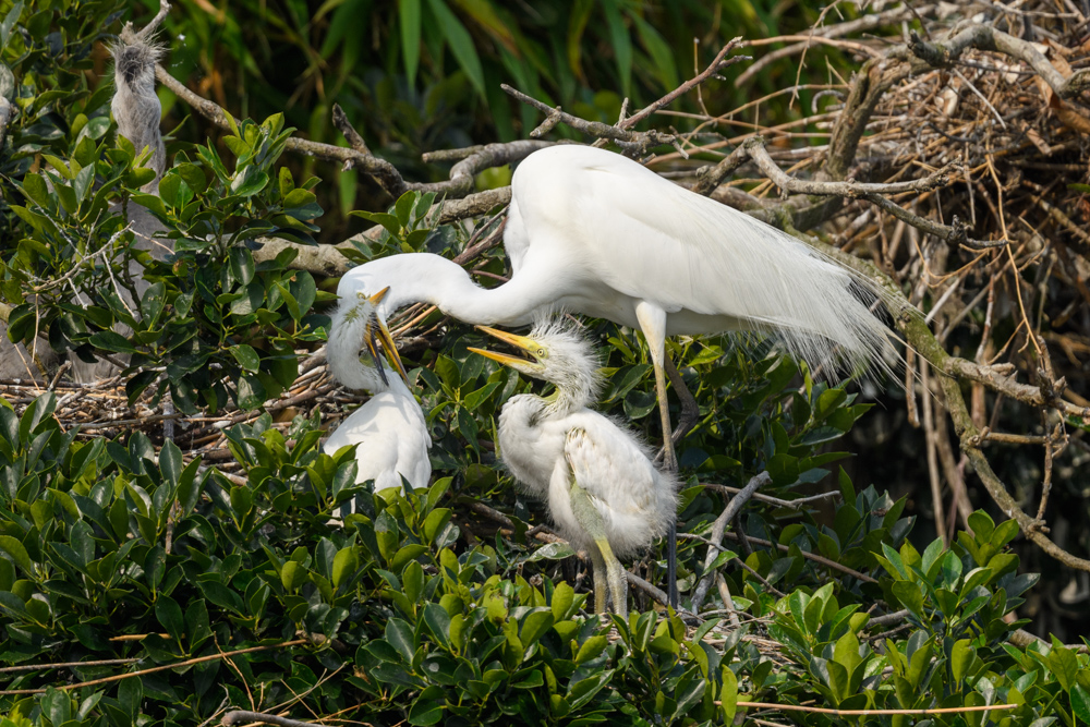 ダイサギの家族 / Great Egret family