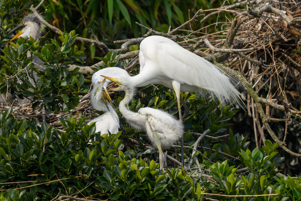 ダイサギの家族 / Great Egret family