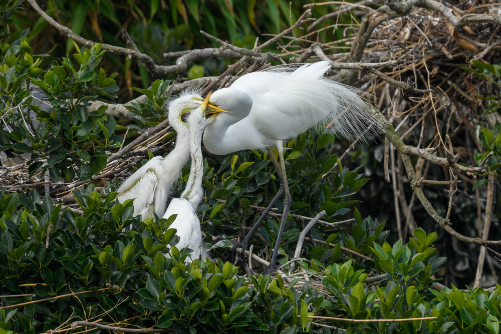 ダイサギの家族 / Great Egret family