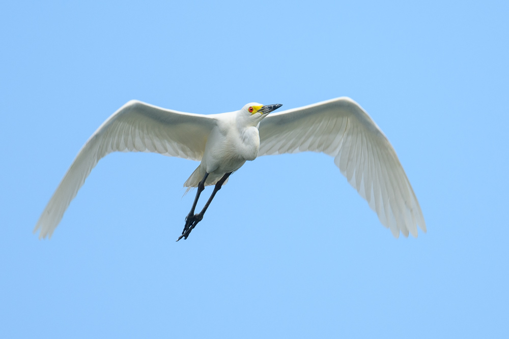 飛ぶチュウサギ flying Intermediate Egret