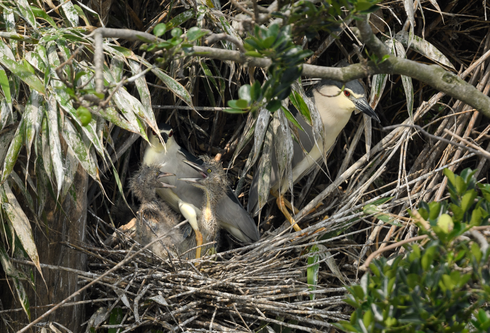 ゴイサギの家族 / Black-crowned Night Heron family
