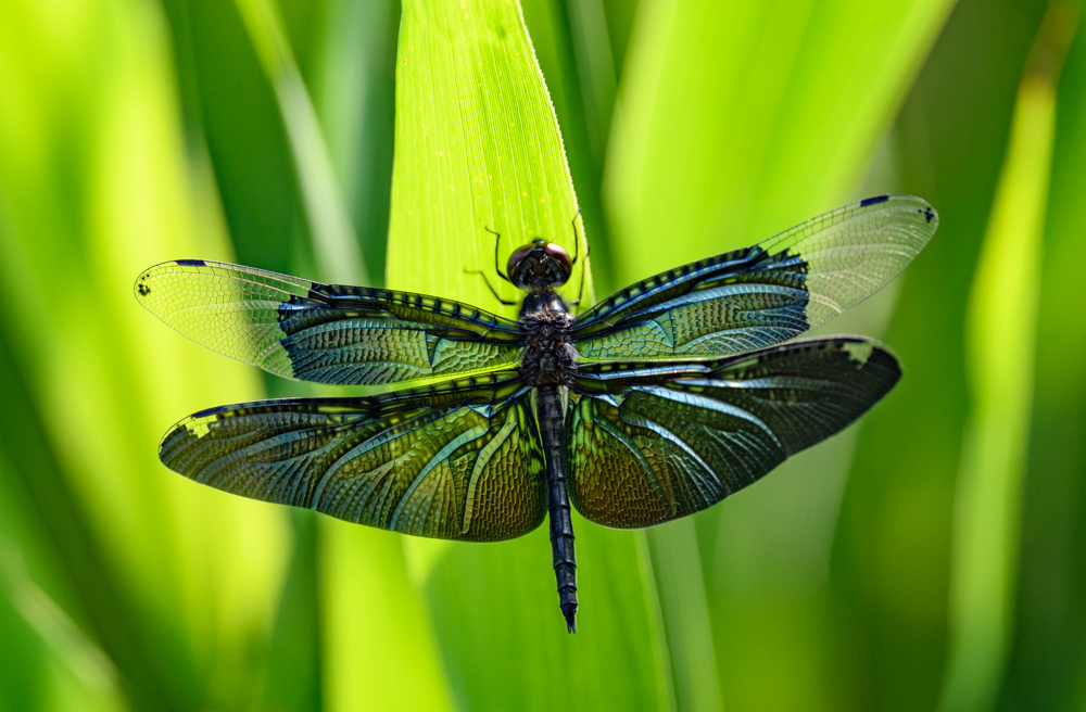 チョウトンボ / Rhyothemis fuliginosa