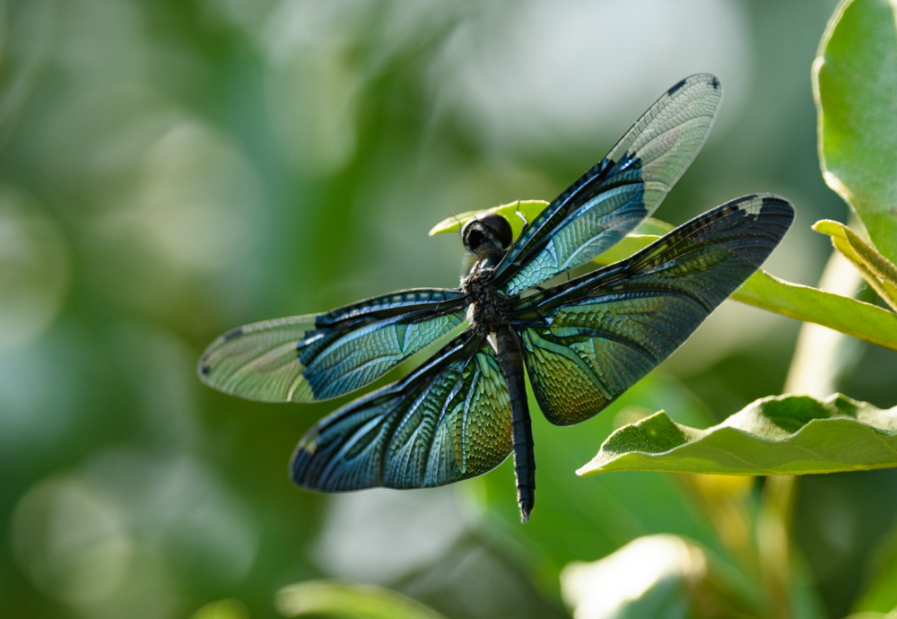 チョウトンボ / Rhyothemis fuliginosa