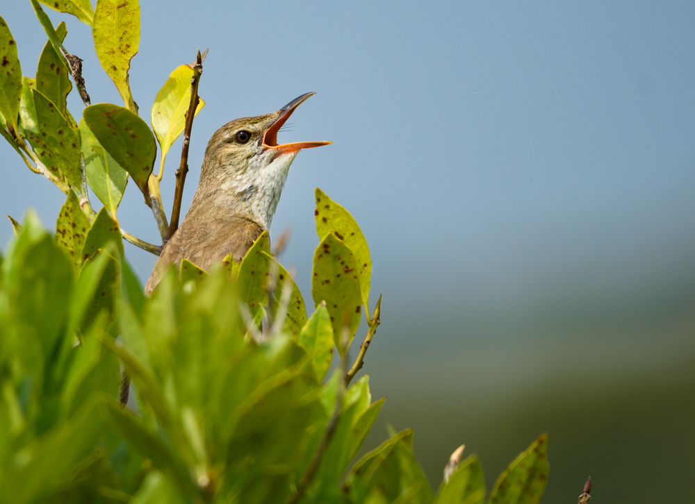 オオヨシキリ / Oriental Reed Warbler