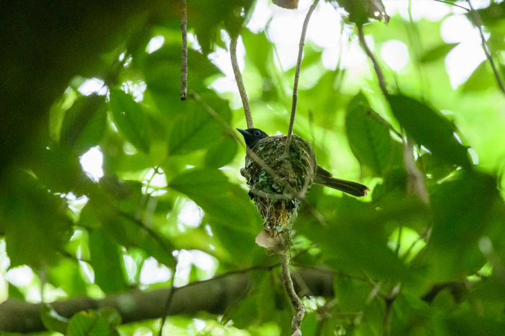 サンコウチョウ / Japanese Paradise Flycatcher