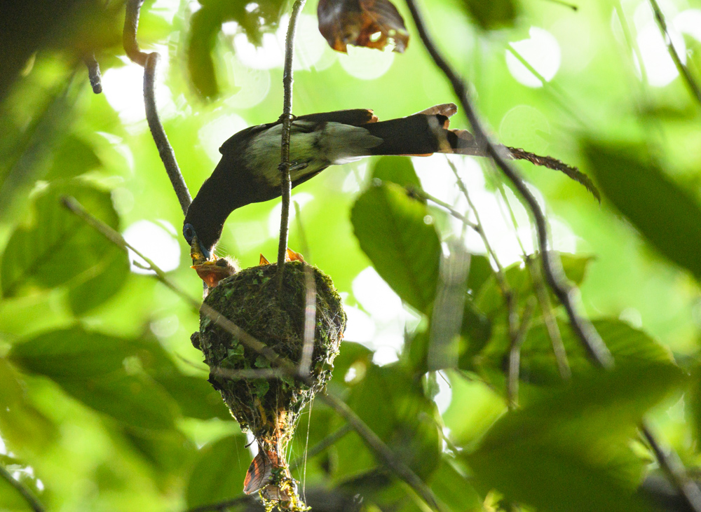 サンコウチョウの給餌 / Japanese Paradise Flycatcher feeding their young