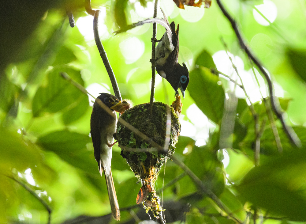 サンコウチョウの給餌 / Japanese Paradise Flycatcher feeding their young