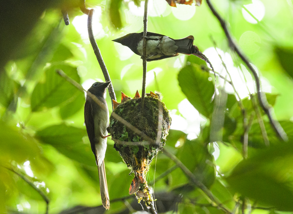 サンコウチョウの給餌 / Japanese Paradise Flycatcher feeding their young