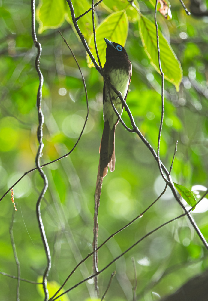 オスのサンコウチョウ / male Japanese Paradise Flycatcher