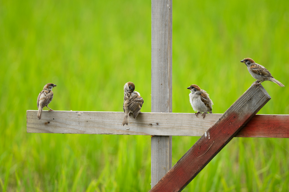 スズメ / sparrows