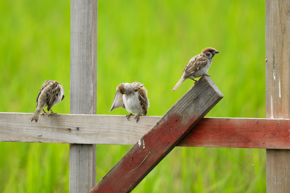 スズメ / sparrows