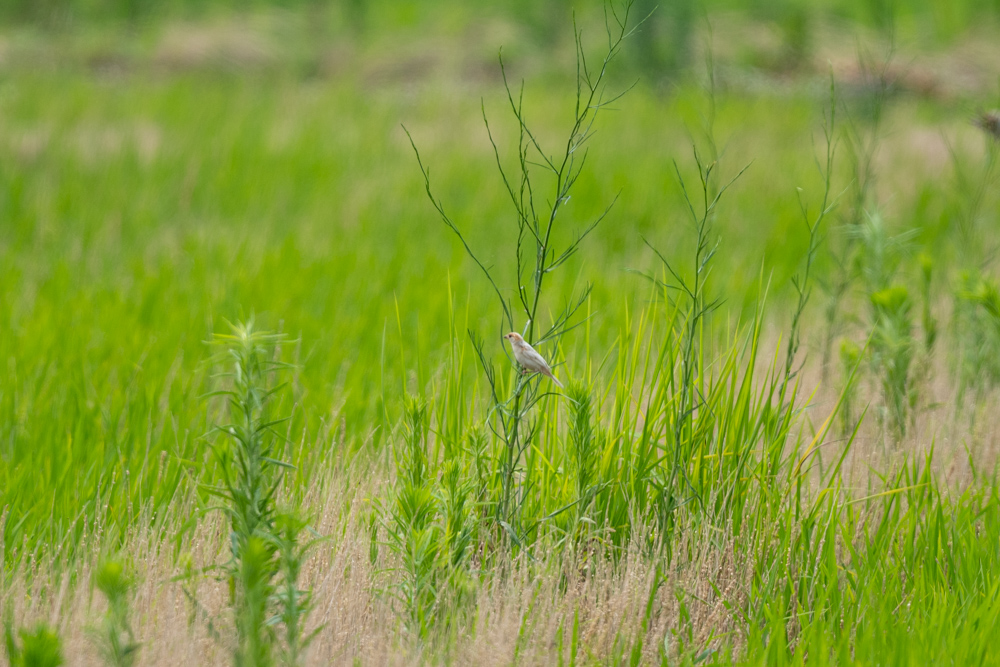 白スズメ / a white sparrow