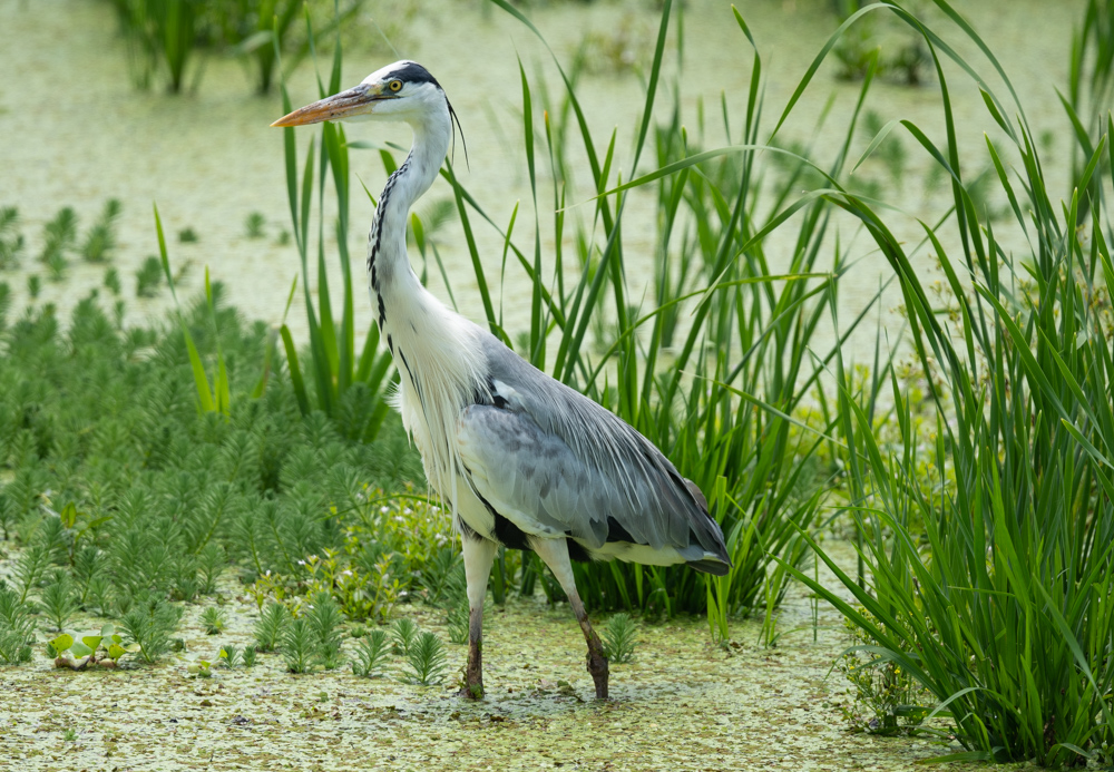 アオサギ / Grey Heron