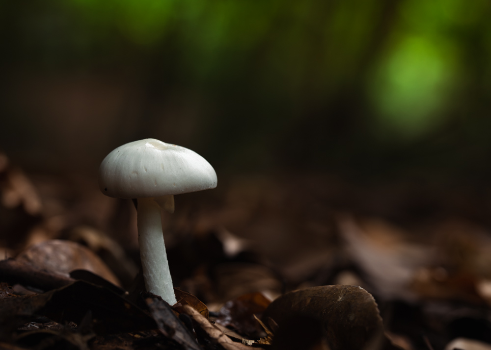 白いキノコ / a white mushroom