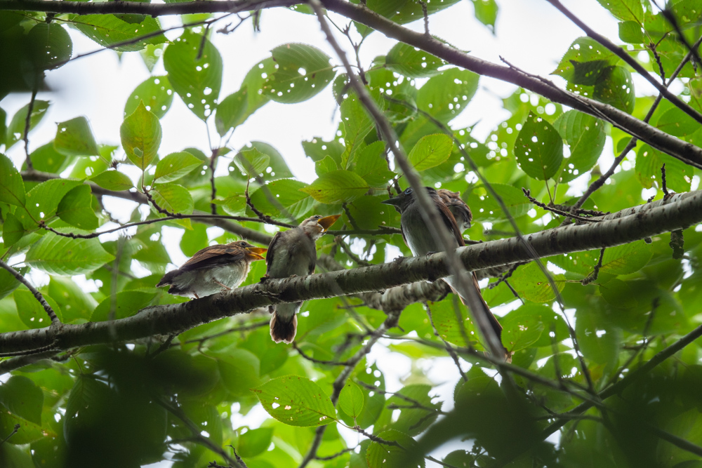 サンコウチョウの親子 / Japanese Paradise Flycatcher family