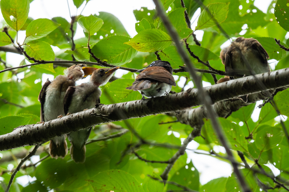 サンコウチョウの親子 / Japanese Paradise Flycatcher family