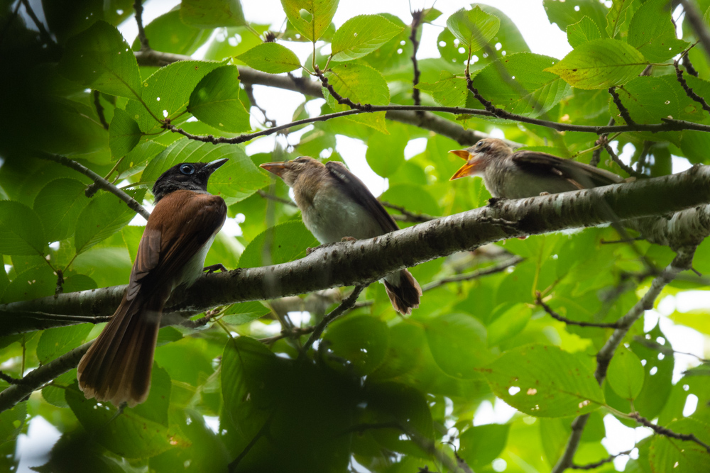 サンコウチョウの親子 / Japanese Paradise Flycatcher family