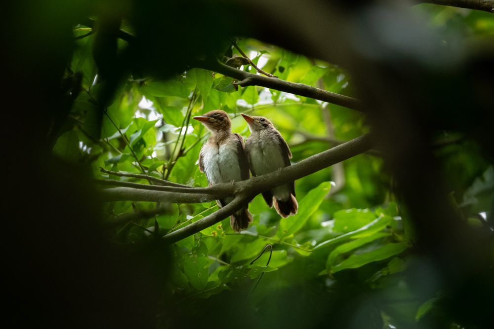 サンコウチョウのヒナ / Japanese Paradise Flycatcher chicks
