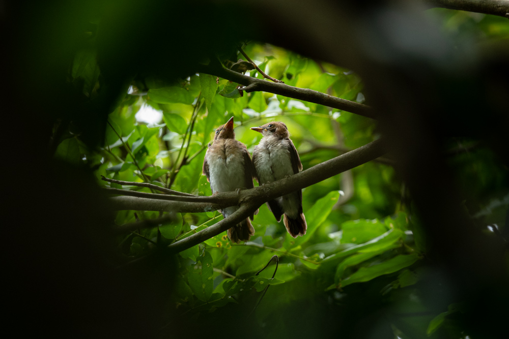 サンコウチョウのヒナ / Japanese Paradise Flycatcher chicks