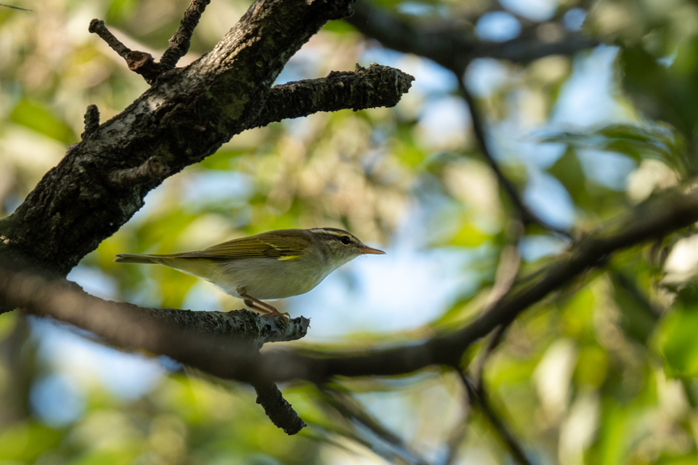 センダイムシクイ / Eastern Crowned Leaf Warbler