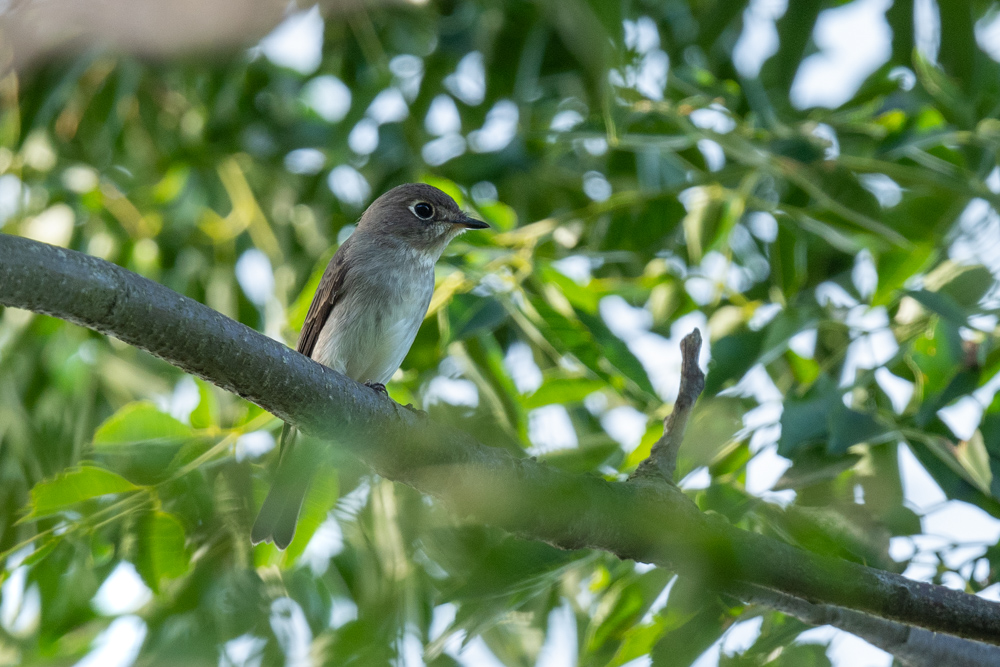 コサメビタキ / Asian Brown Flycatcher