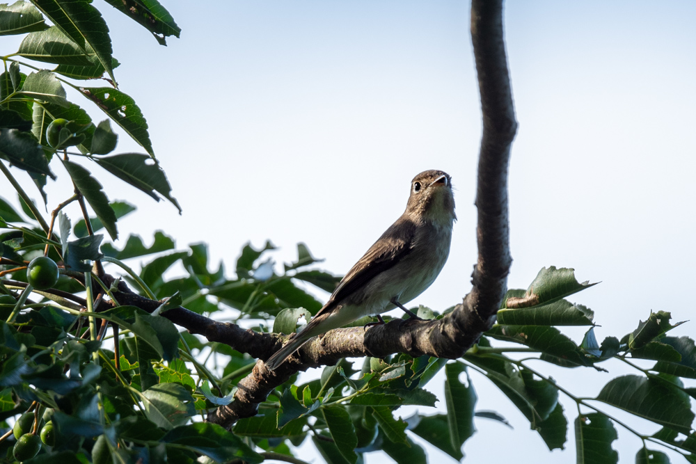 コサメビタキ / Asian Brown Flycatcher