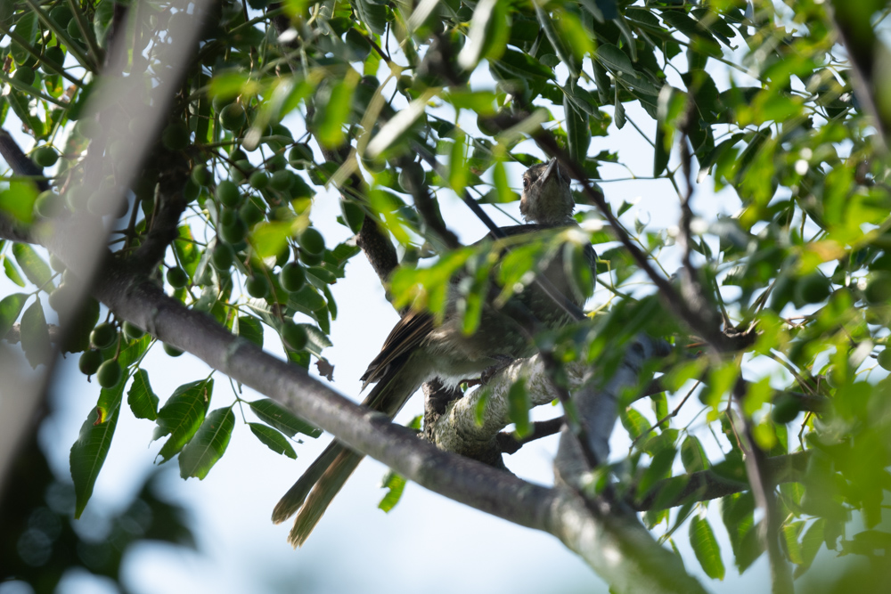 ヒヨドリ幼鳥？ / Juvenile Brown-eared Bulbul?