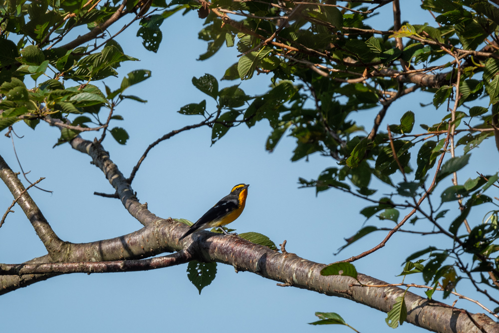 キビタキ / Narcissus Flycatcher