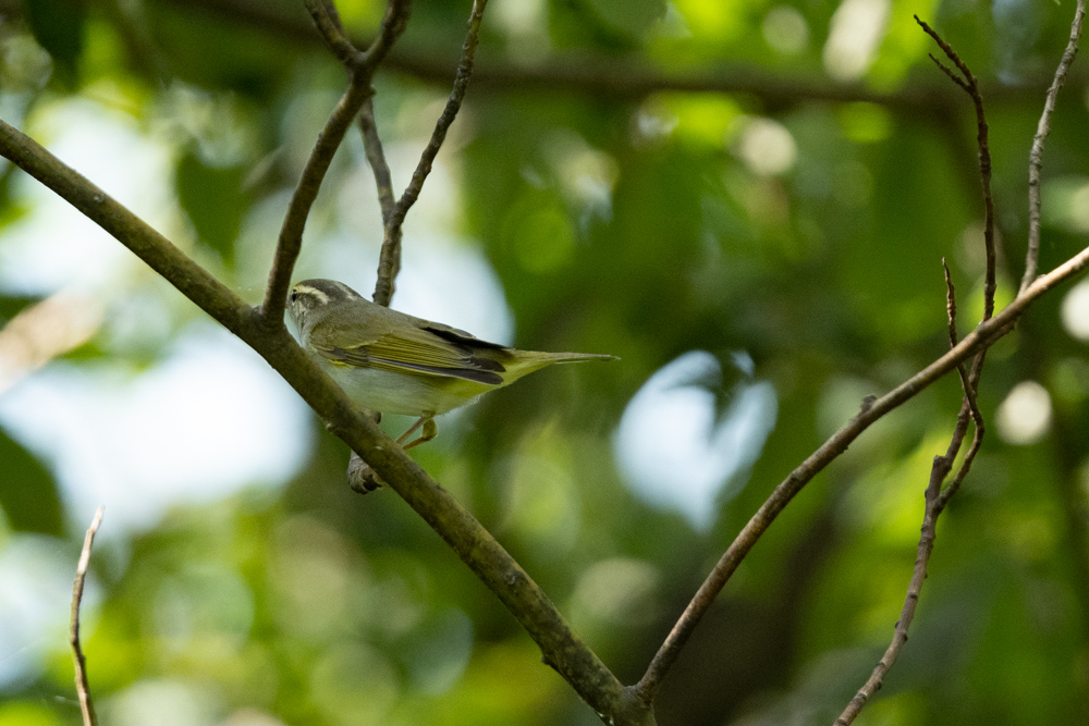 センダイムシクイ / Eastern Crowned Leaf Warbler