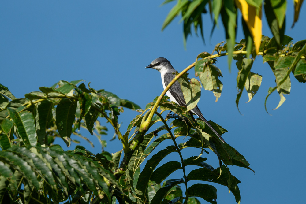 サンショウクイ / Ashy Minivet