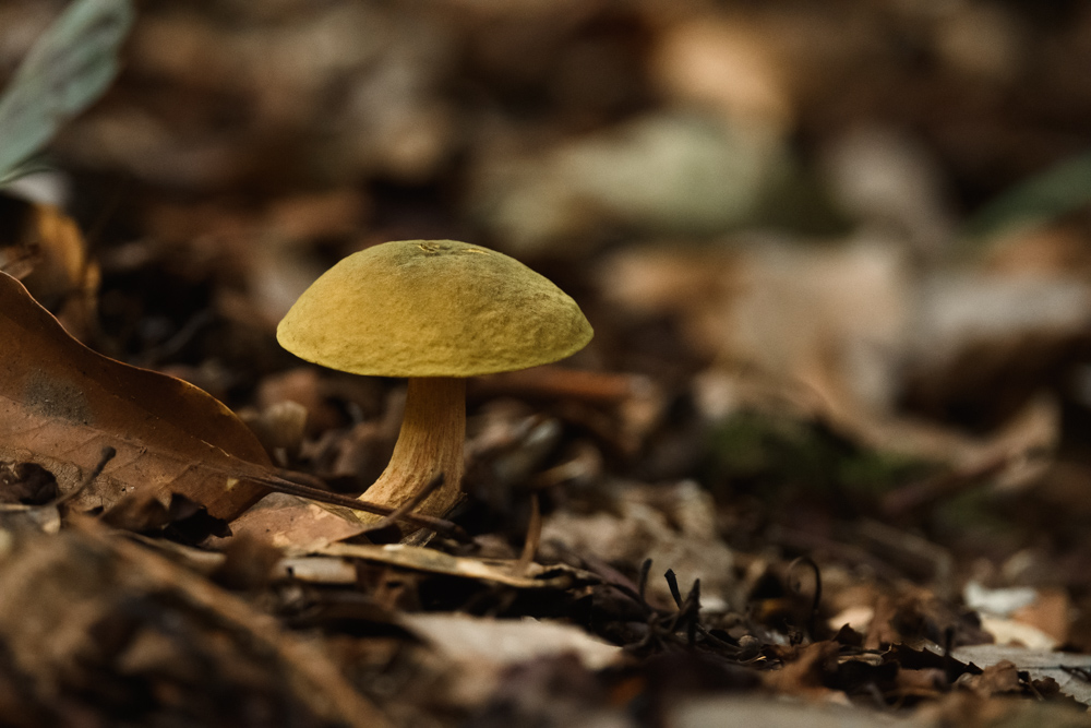 黄色いキノコ Yellow mushroom