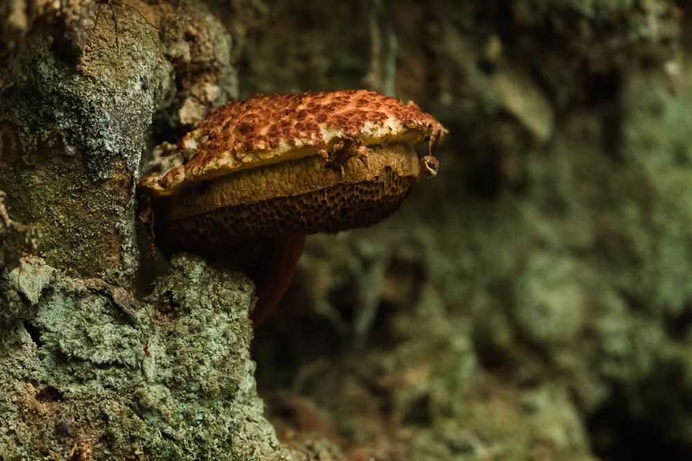 不気味な赤茶のキノコ creepy red-brown mushroom