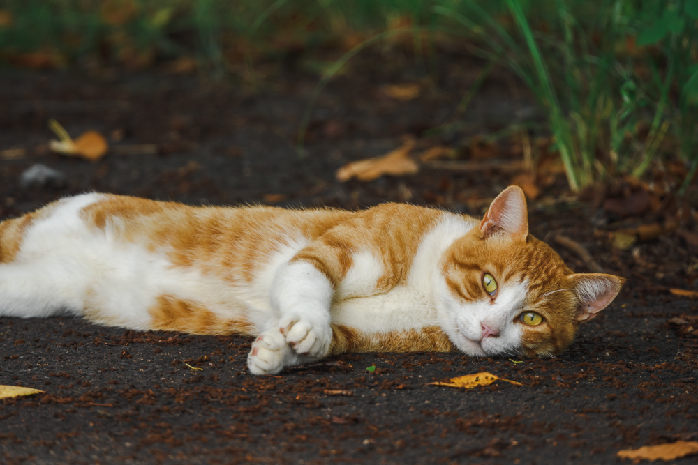 ねこ cat