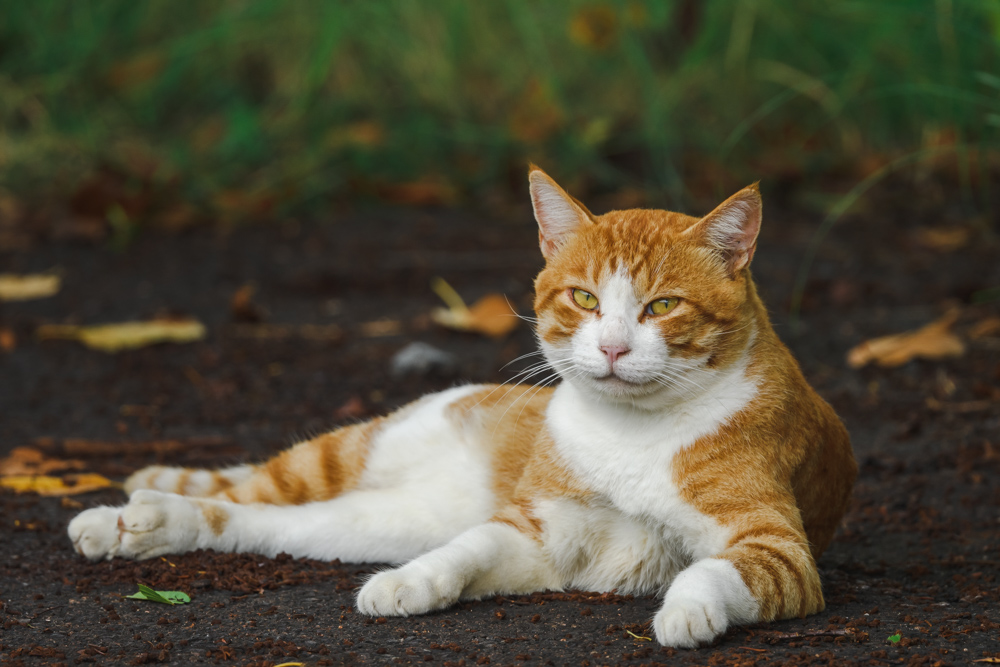 ねこ cat