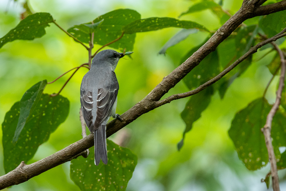 サンショウクイ Ashy Minivet eating an insect