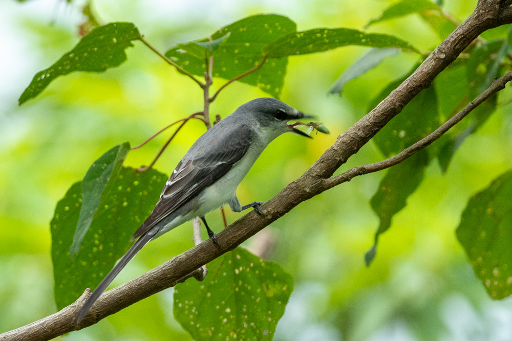 サンショウクイ Ashy Minivet eating an insect