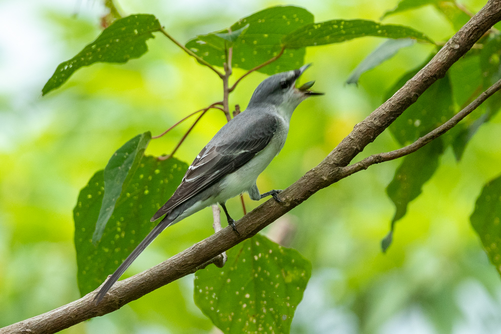 サンショウクイ Ashy Minivet eating an insect