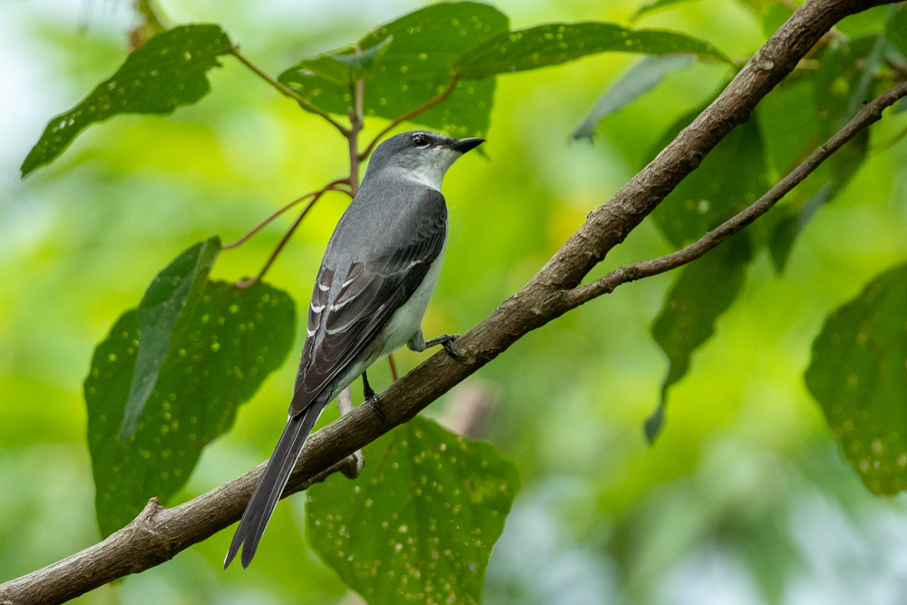 サンショウクイ Ashy Minivet