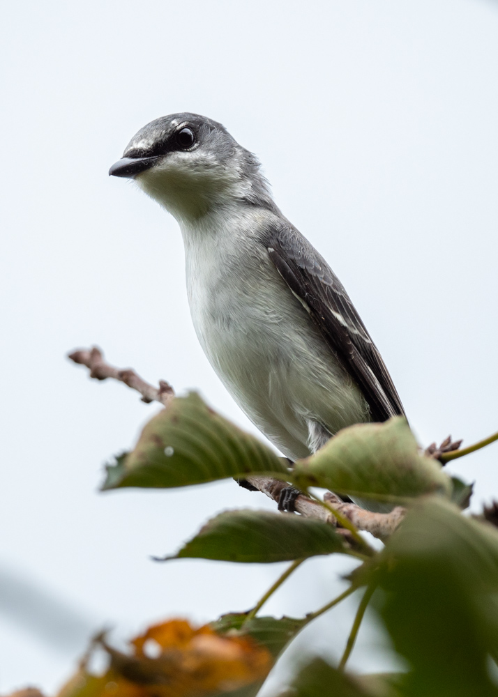 サンショウクイ Ashy Minivet