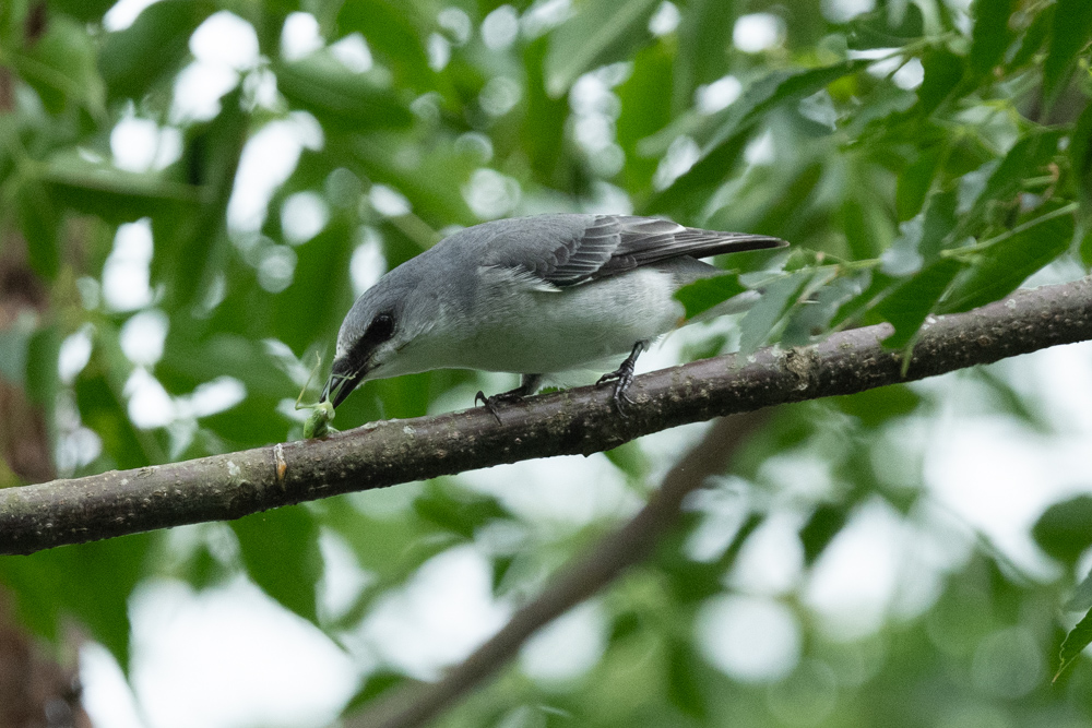 サンショウクイ Ashy Minivet eating an insect