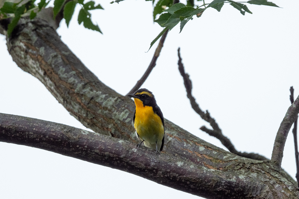 キビタキ / Narcissus Flycatcher