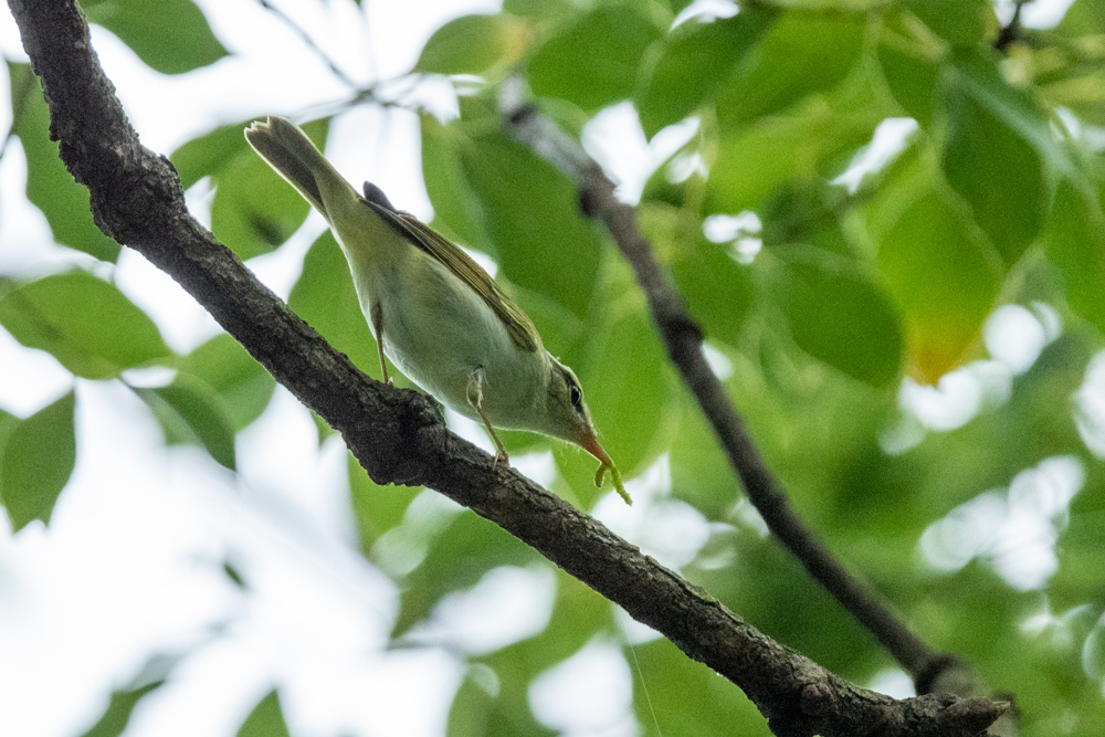 センダイムシクイ / Eastern Crowned Leaf Warbler