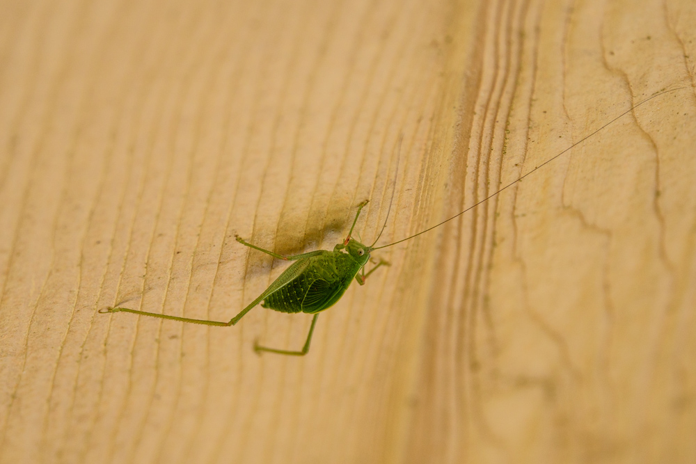 緑色の虫 a green insect