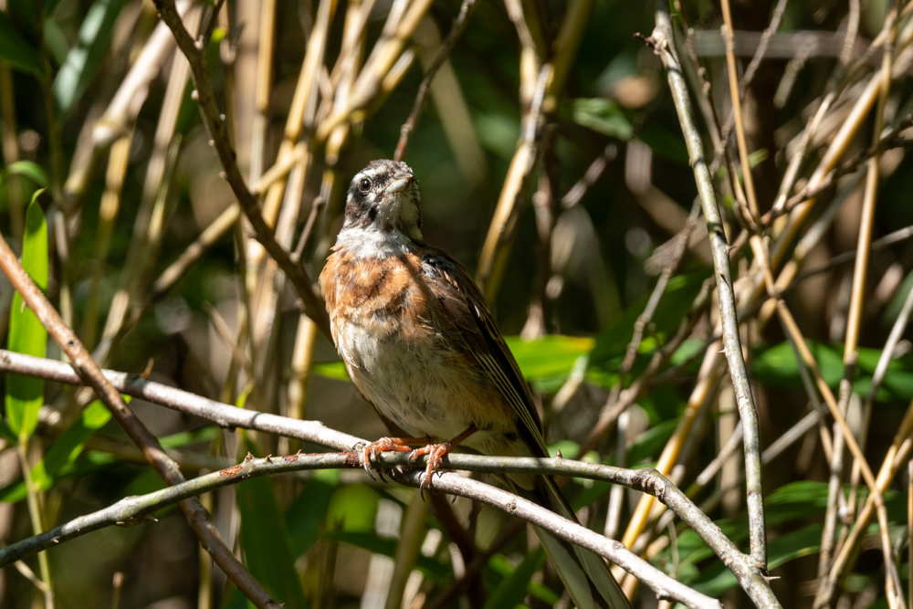 ホオジロ / Meadow Bunting