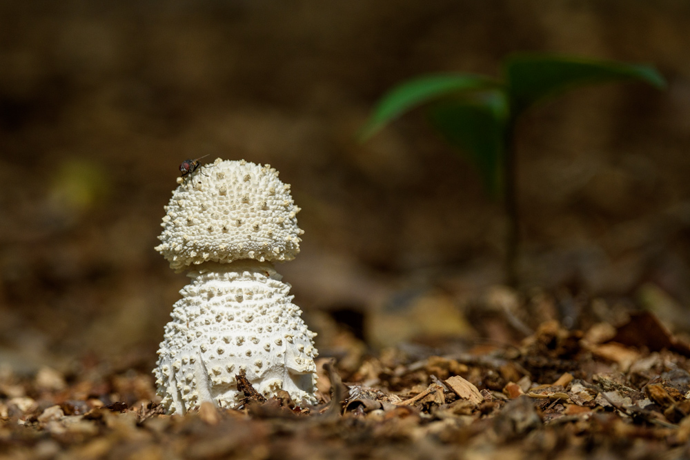 雪だるまのような白いキノコ White mushroom that looks like snowman