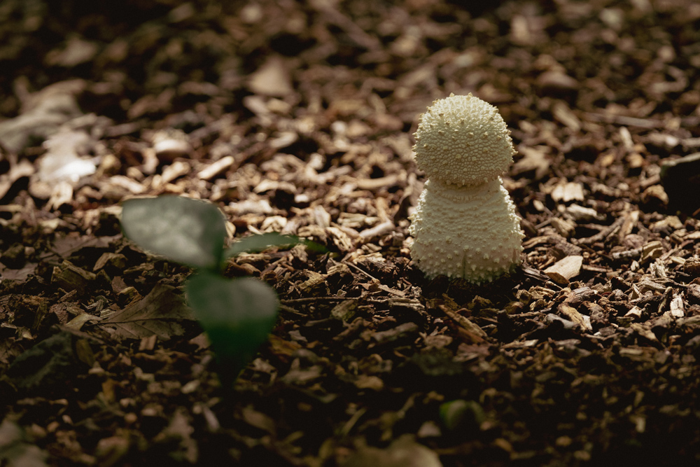 雪だるまのような白いキノコ White mushroom that looks like snowman