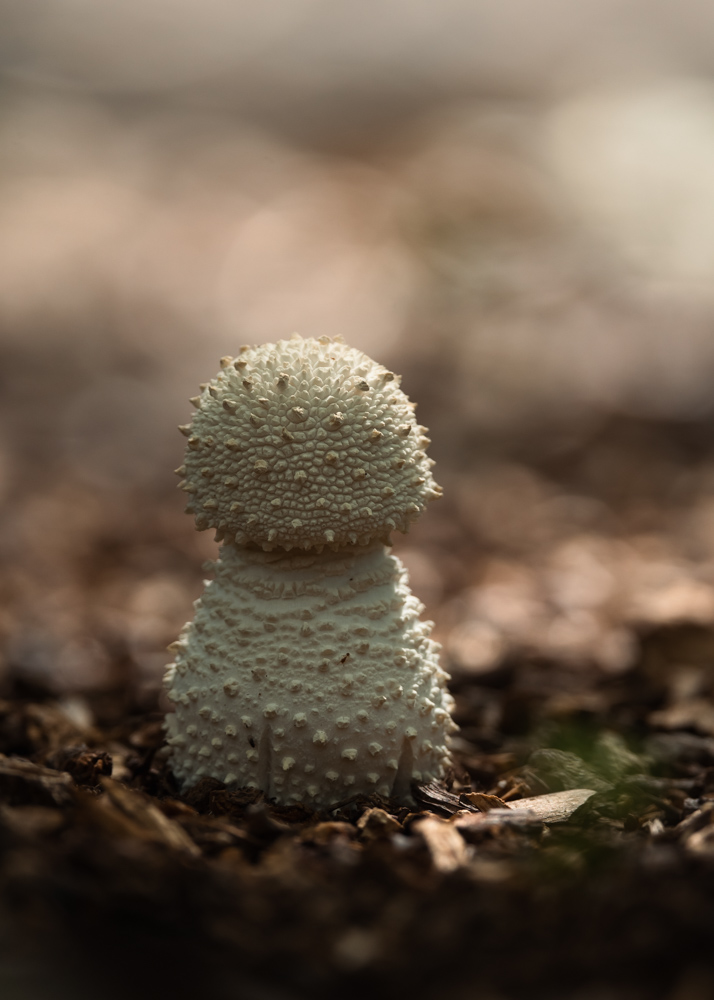 雪だるまのような白いキノコ White mushroom that looks like snowman