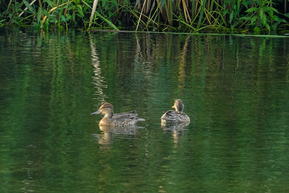 シマアジかコガモのメス female Garganey or Teal